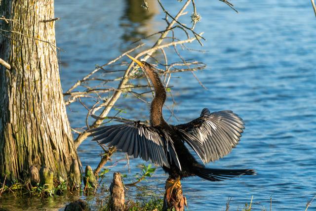 Anhinga perched beside a cypress trunk with wings spread to dry over blue water