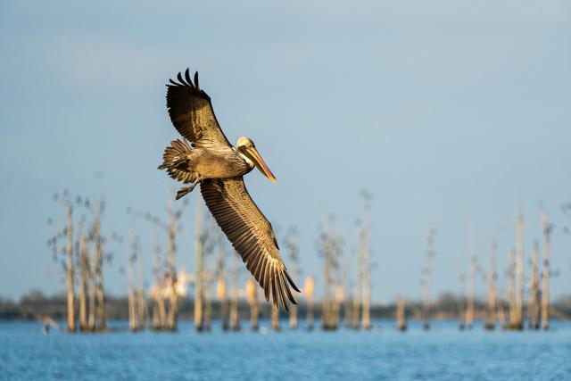 Brown pelican flying with wings spread over blue water and a ghost forest
