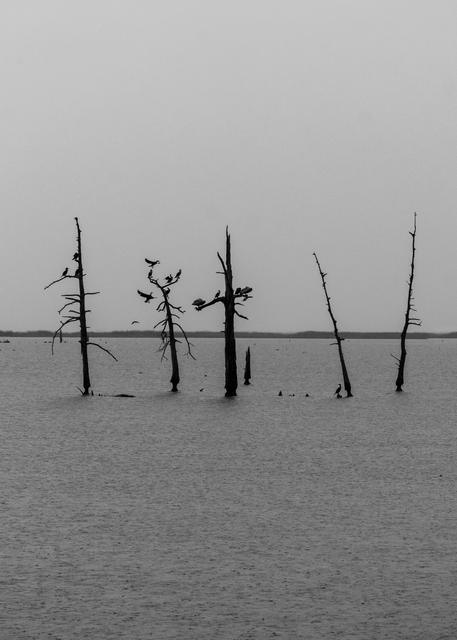 Minimalist black and white of five bare trees standing in water with roosting birds