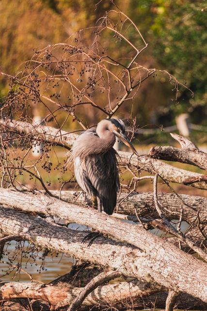 Great blue heron perched among fallen branches in autumn light