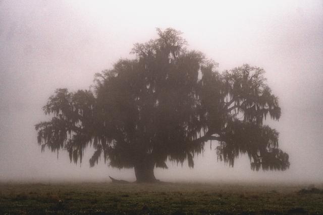 The Welcome Tree, a Live Oak Society registered oak in Meraux, Louisiana, fading into dense morning fog