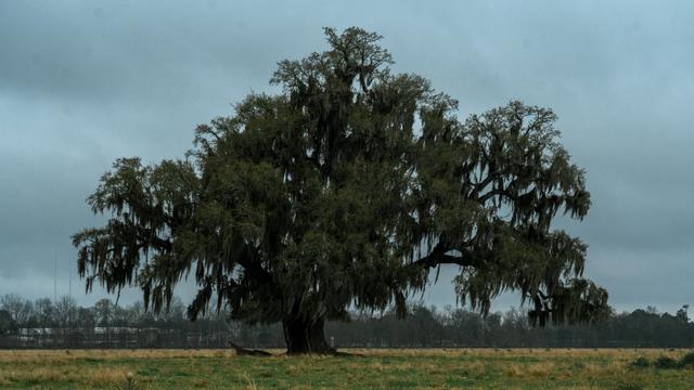 The Welcome Tree, a Live Oak Society registered oak in a pasture off St. Bernard Highway in Meraux, Louisiana, under heavy gray storm clouds