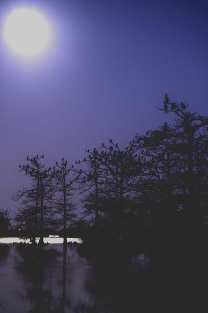 Full moon glowing over cypress trees and a bird rookery at night