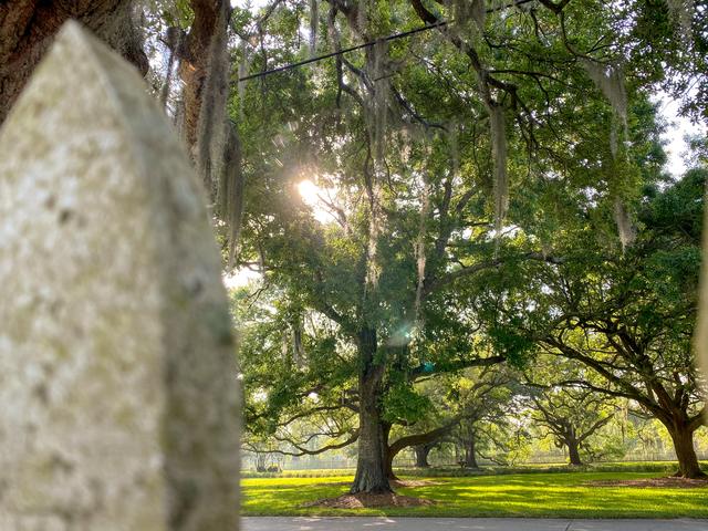 Sunlight bursting through live oaks and Spanish moss beside a fence post