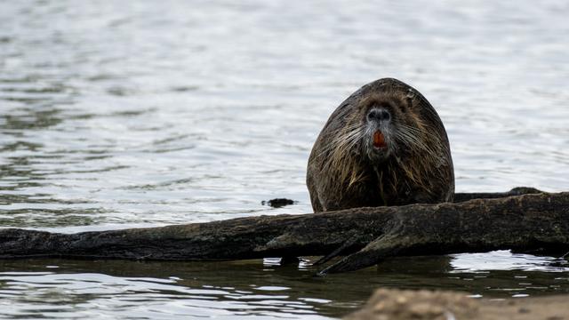Nutria facing the camera at the water's edge in a Louisiana bayou