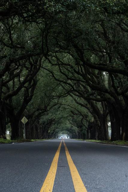 St. Bernard Highway running through the tunnel of arching live oaks planted at Docville Farm in Meraux, Louisiana