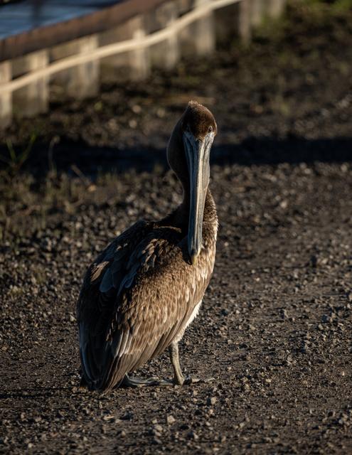 Close portrait of a brown pelican standing on gravel in warm light