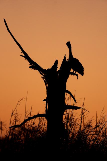 Pelican silhouetted on a dead tree against an orange sunrise sky
