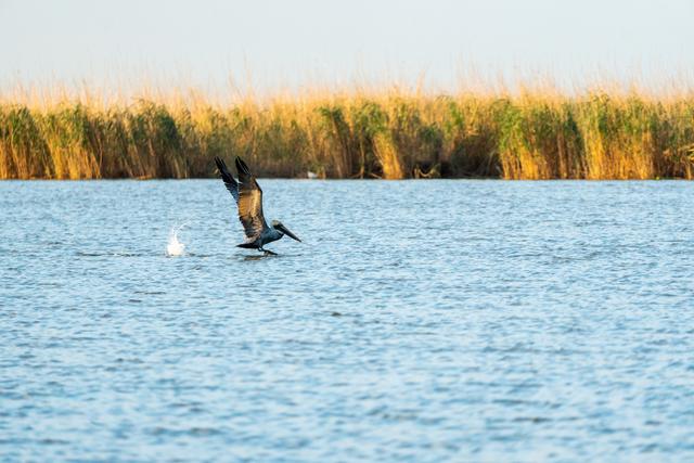 Pelican taking off from the water in front of marsh grass
