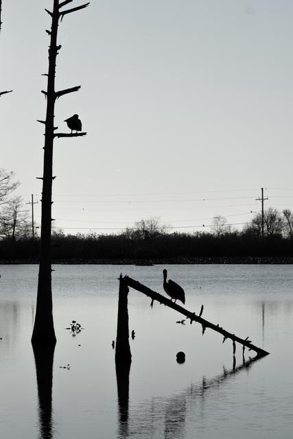 Black and white image of pelicans roosting in cypress trees