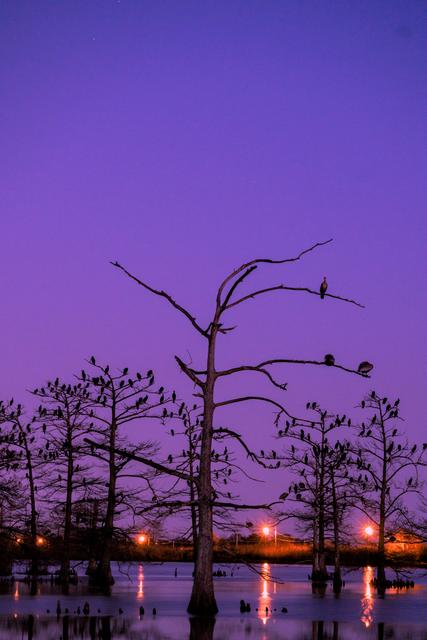 Bald cypress trees silhouetted against a purple twilight sky over still swamp water in Venice, Louisiana