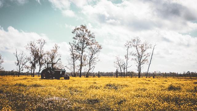 Lone tractor in a yellow field beneath bare trees and blue sky in rural St. Bernard Parish, Louisiana