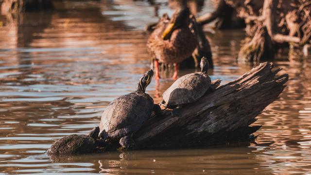 Turtles basking on a log in golden bayou water
